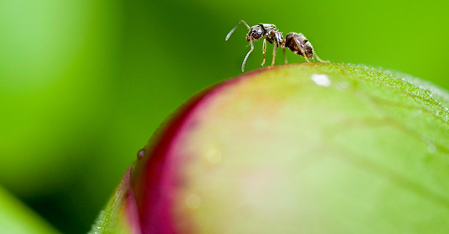 Overené "fígle" ako sa zbaviť mravcov v domácnosti